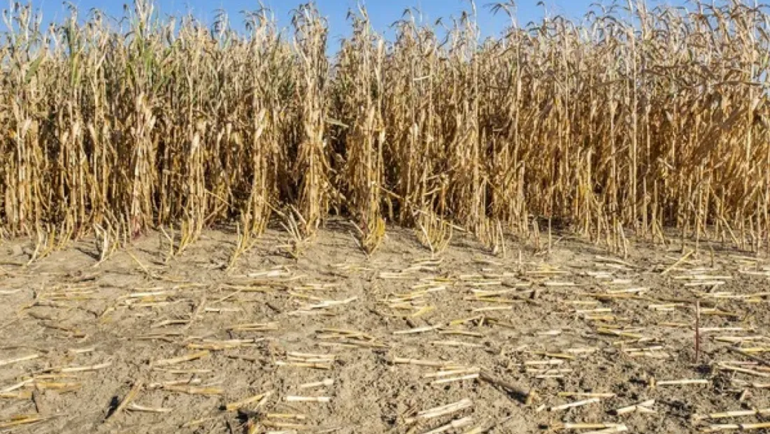 2025 yılında İç Anadolu’da tarımsal kuraklık üreticileri olumsuz etkiledi
