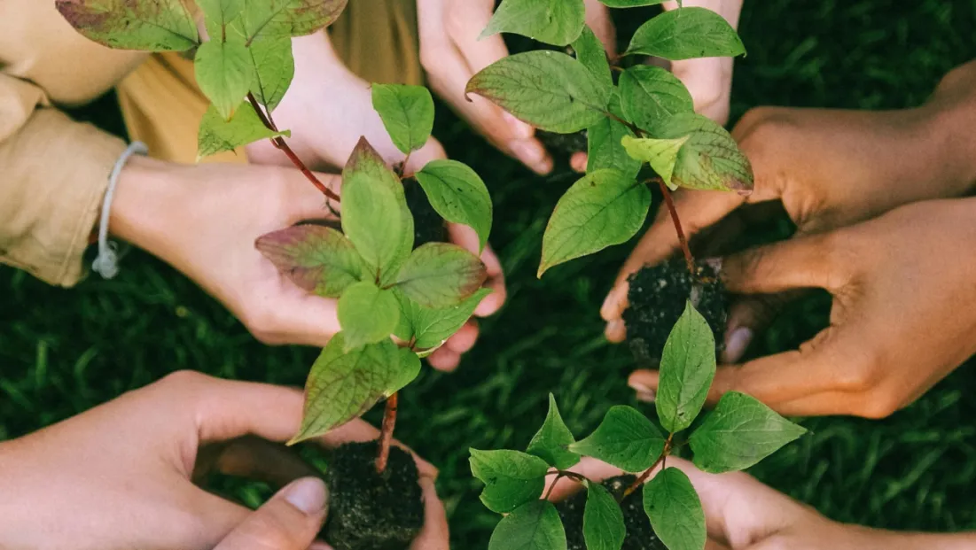 Her fidan bir nefes: 11 Kasım Milli Ağaçlandırma Günü nedir?