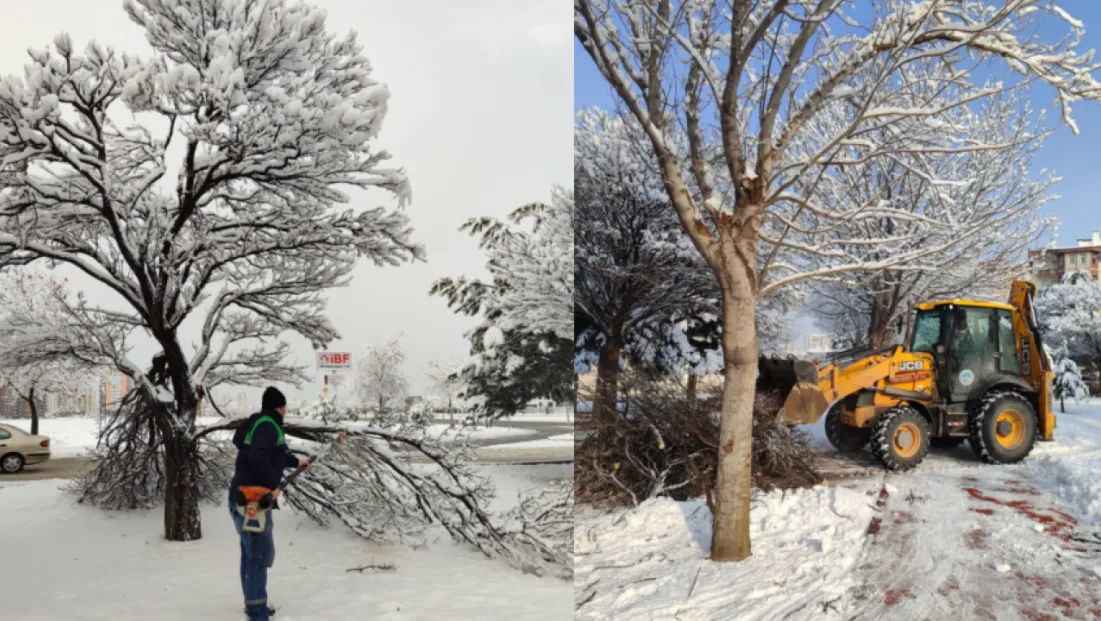 Kış Çalışmalarında Ağaç Güvenliği Seferberliği