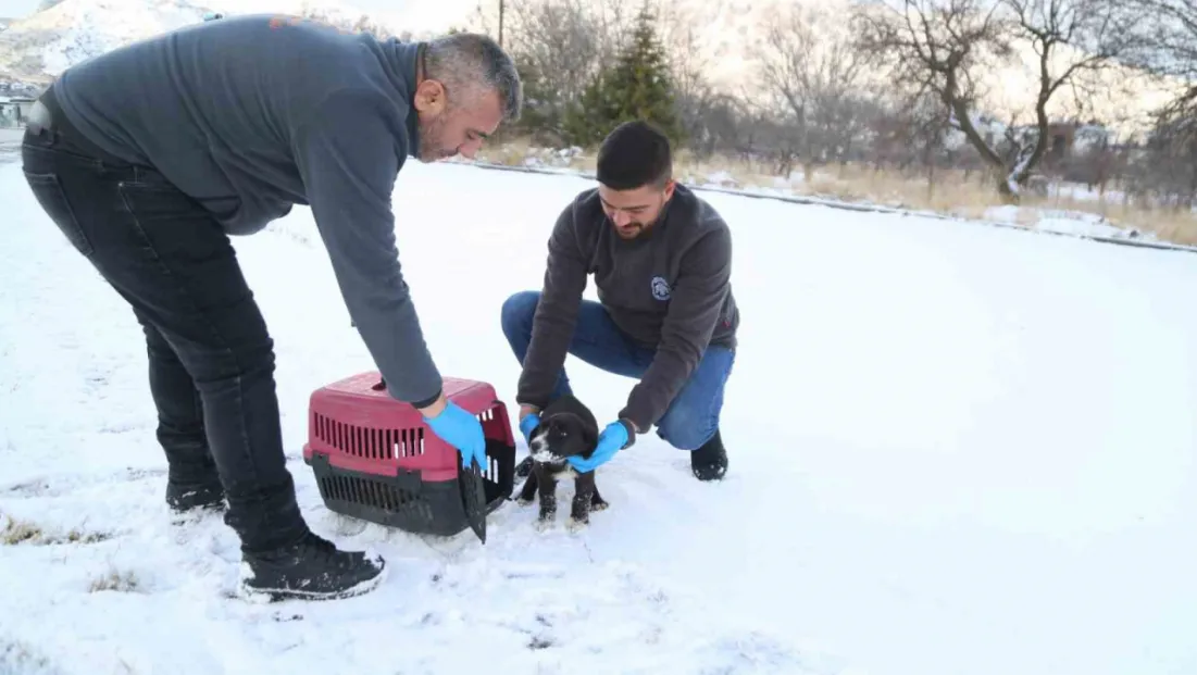 Sevimli Dost ambulansı, binlerce sokak hayvanının yardımına koştu