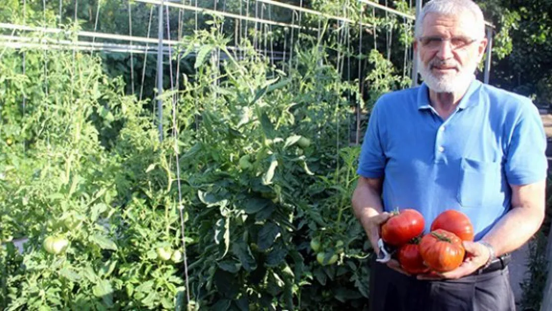 1 kiloluk domatesler görenleri şaşırtıyor
