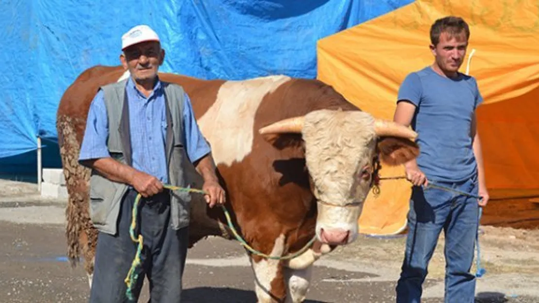 1 tonluk kurbanlık tosun 15 bin TL'ye alıcısını bekliyor