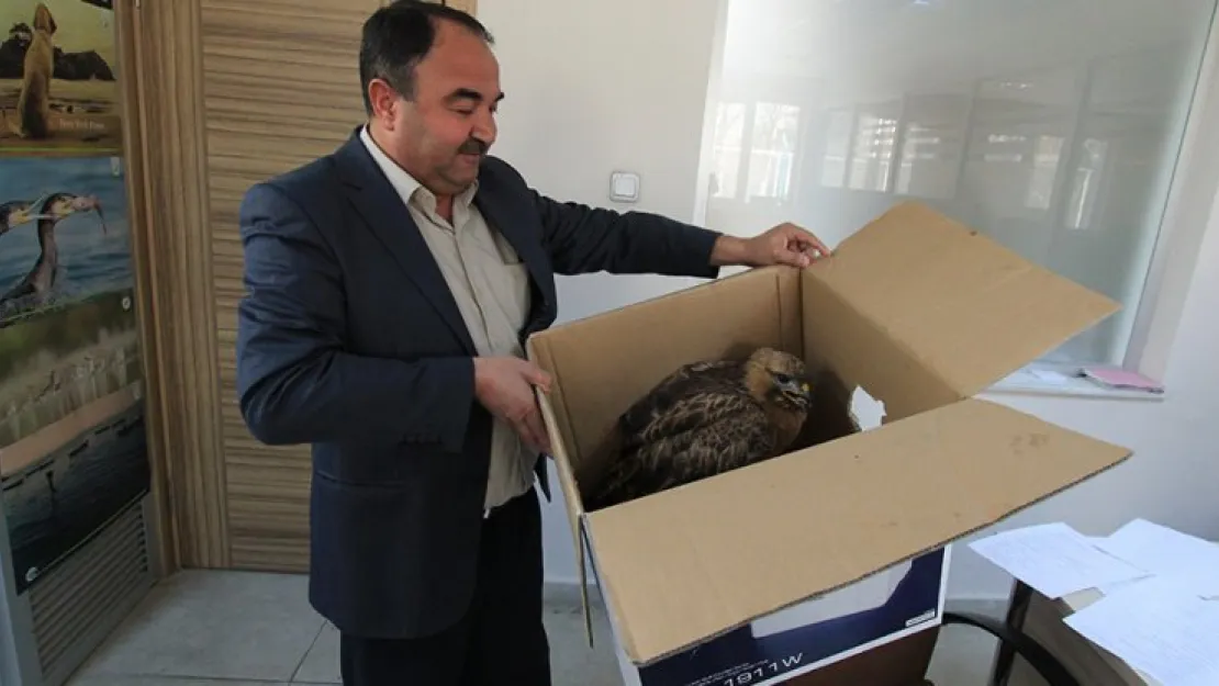 Yaralı şahin tedavi altına alındı