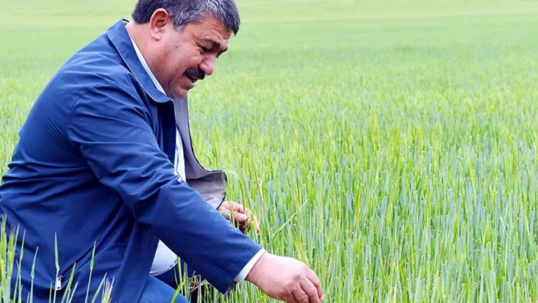 Arpa ve buğday üreticiyi düşündürüyor