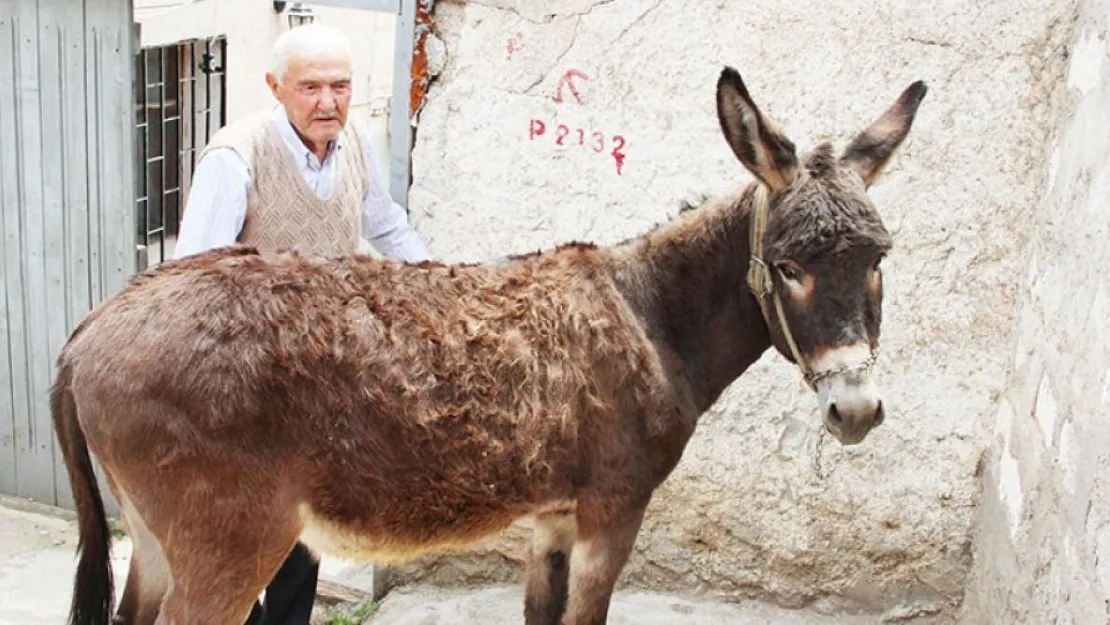 Emektar eşeğine kimlik çıkarttı