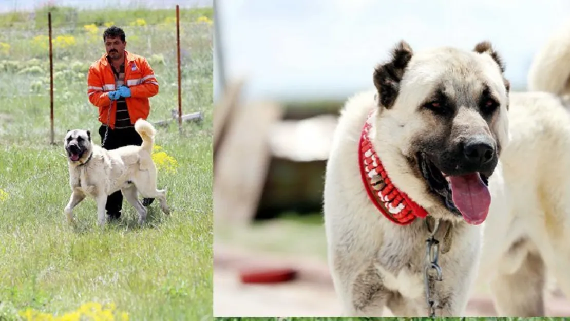 "Çipli Kangal köpeği" alıcısına güven veriyor