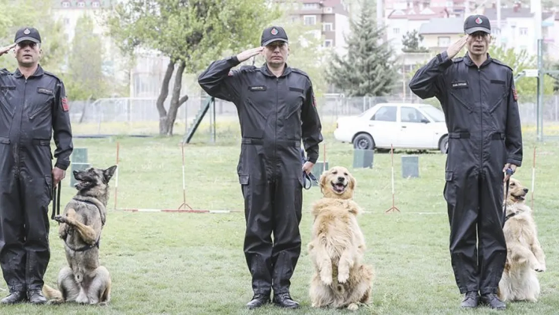 Jandarma köpeklerine doğumdan-emekliliğe özel eğitim