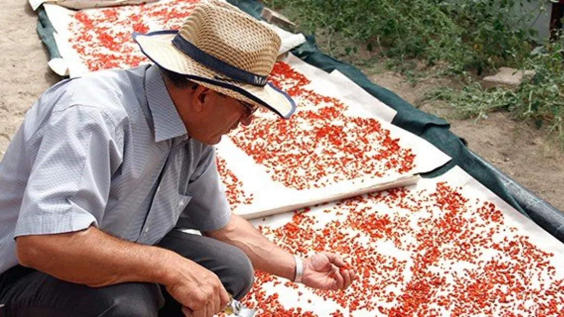 Erciyes'te siyah &quotgoji berry" üretiliyor