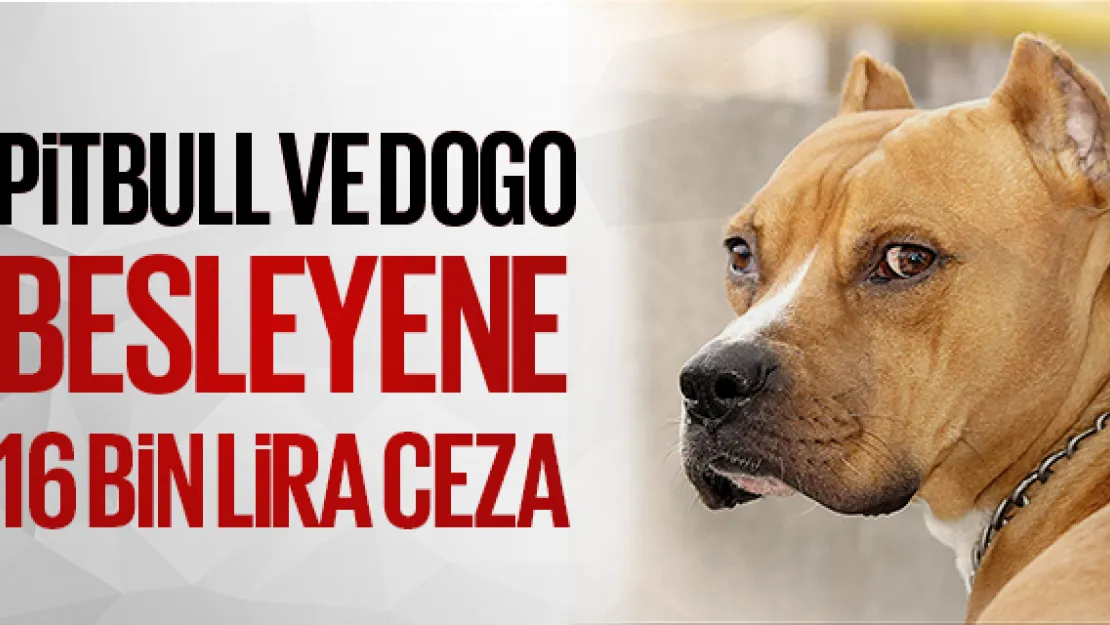 PiTBULL VE DOGO  BESLEYENE 16 BiN LiRA CEZA
