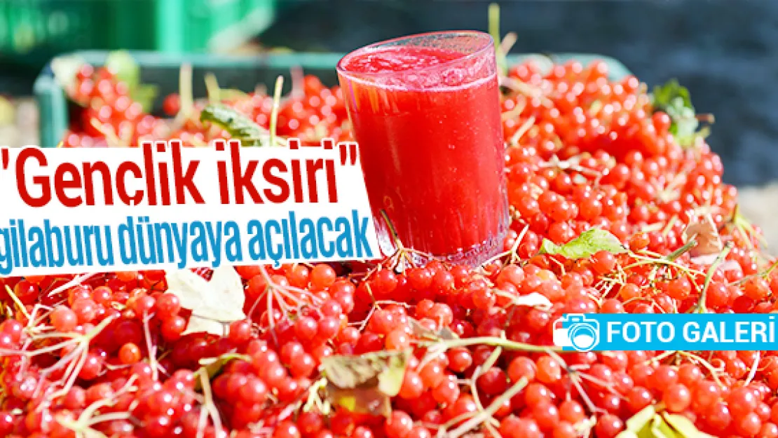 &quotGençlik iksiri" gilaburu dünyaya açılacak
