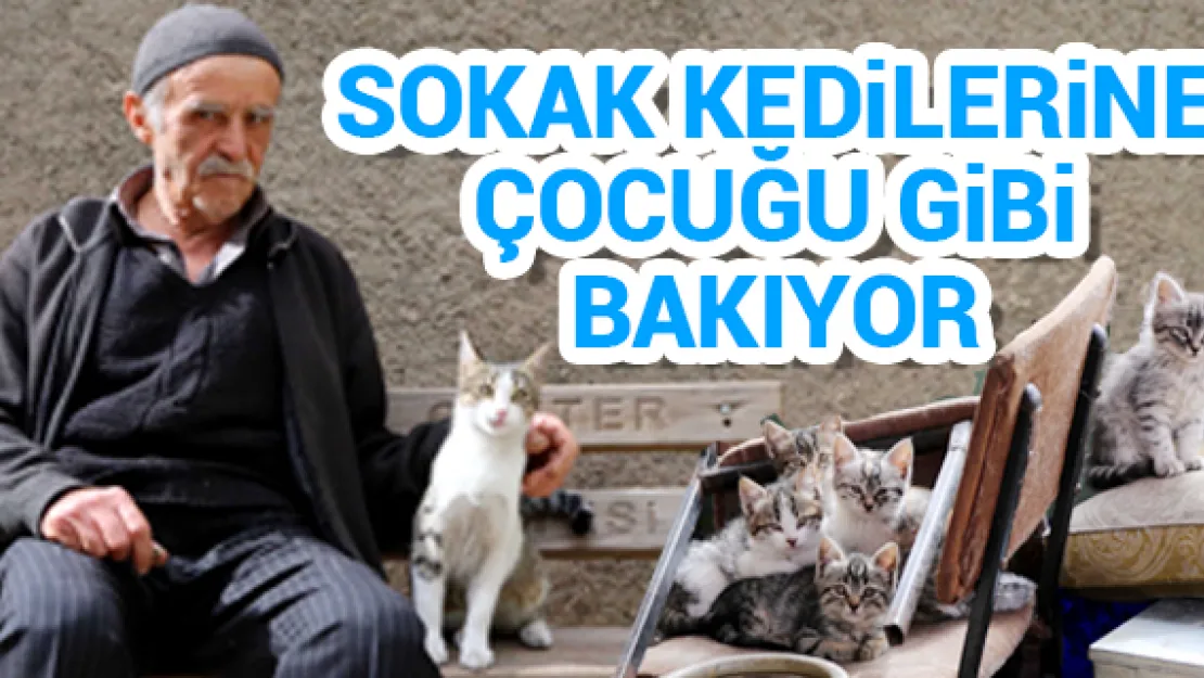 Sokak kedilerine çocuğu gibi bakıyor