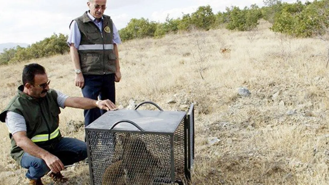 Yavru kurtlar özgürlüğe bırakıldı