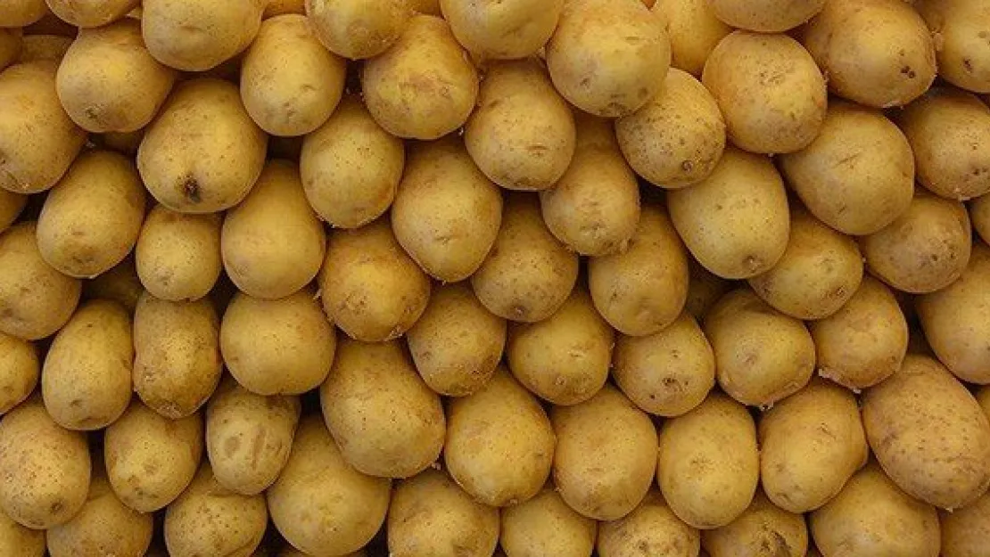 Patates sektör temsilcilerini sevindirdi