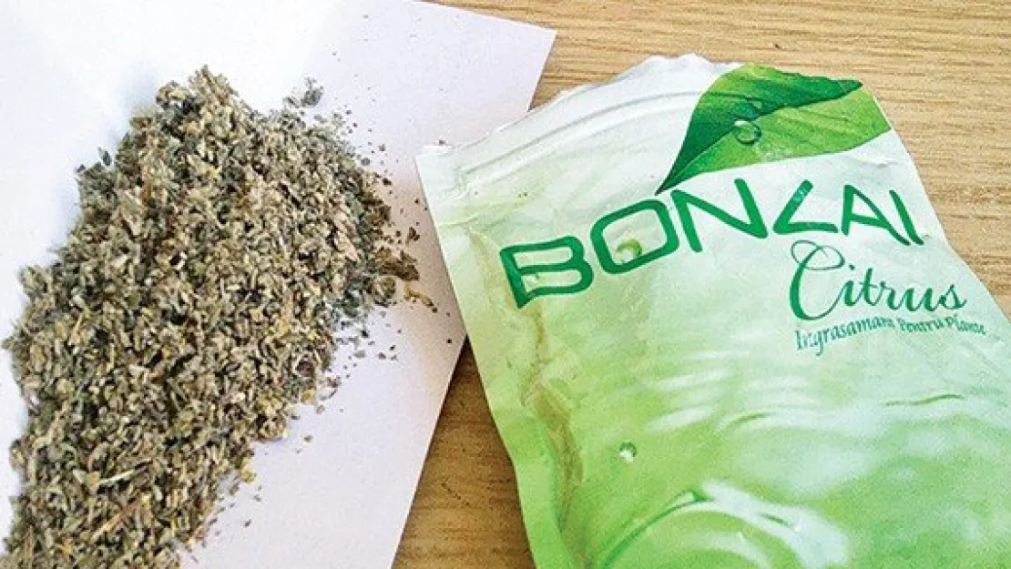 Bonzai" satıcısına 12,5 yıl hapis cezası