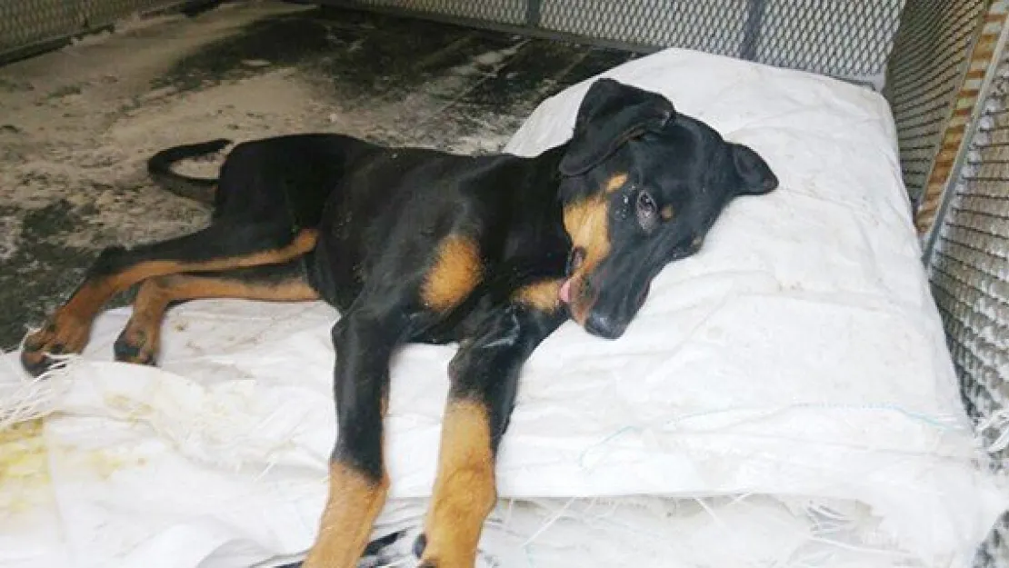Ölüme terk edilen köpeği itfaiye kurtardı