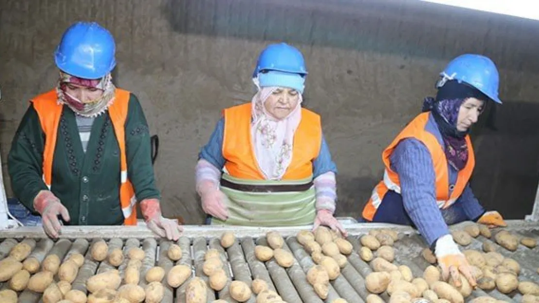 Altınışık: &quotNevşehir patatesi 50 kuruştan satılıyor'