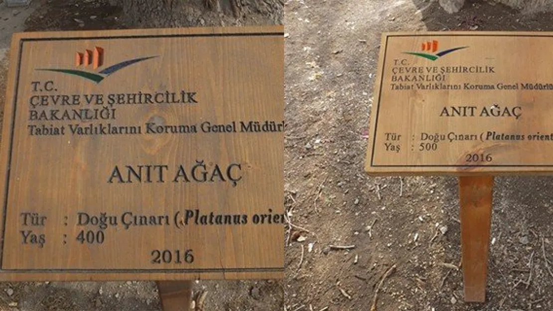 Anıt ağaçların 'abartılı' yaşlarına inceleme
