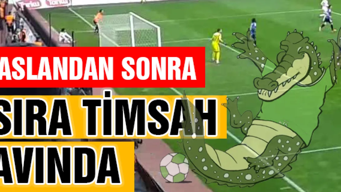 Aslandan sonra sıra timsah avında