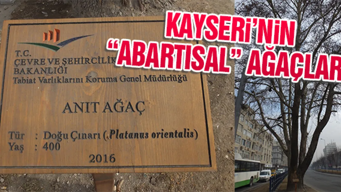 KAYSERİ'NİN 'ABARTISAL' AĞAÇLARI