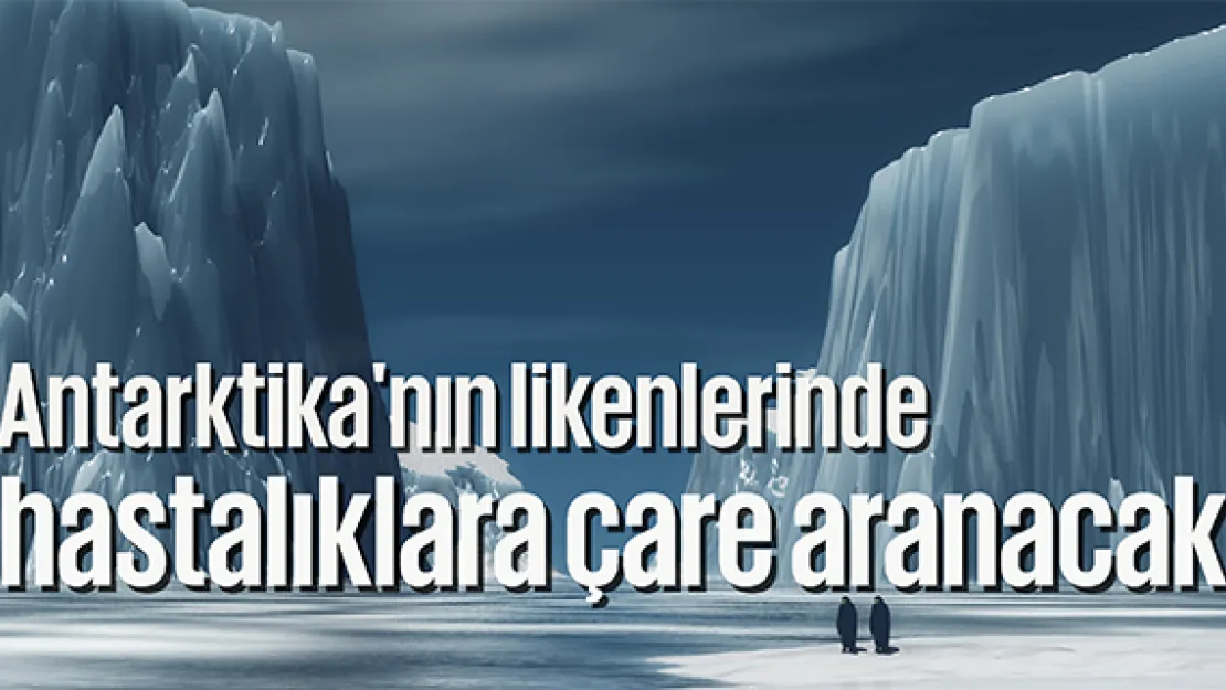 Antarktika'nın likenlerinde hastalıklara çare aranacak