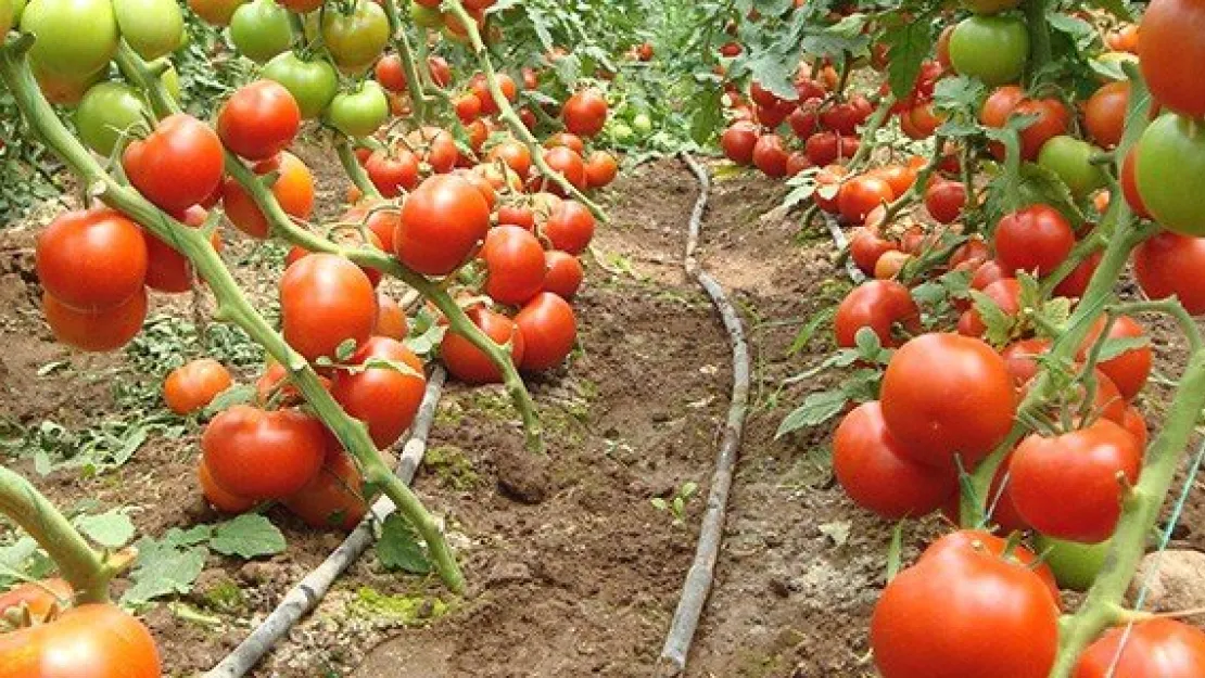 Domatesin ekonomiye katkısı 12,7 milyar lira