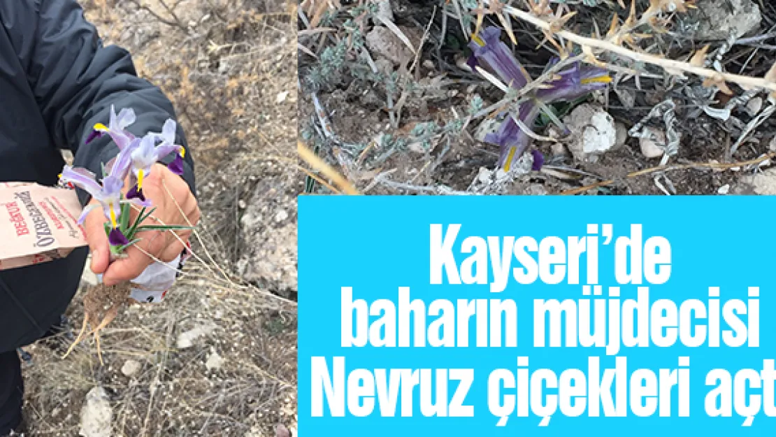 Kayseri'de baharın müjdecisi Nevruz çiçekleri açtı