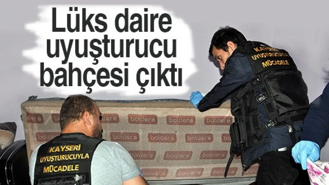 Lüks daire uyuşturucu bahçesi çıktı