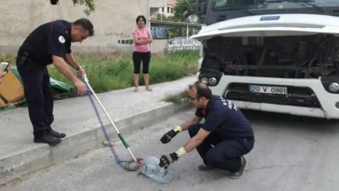 Yılanlar depremin işaretçisi miydi?