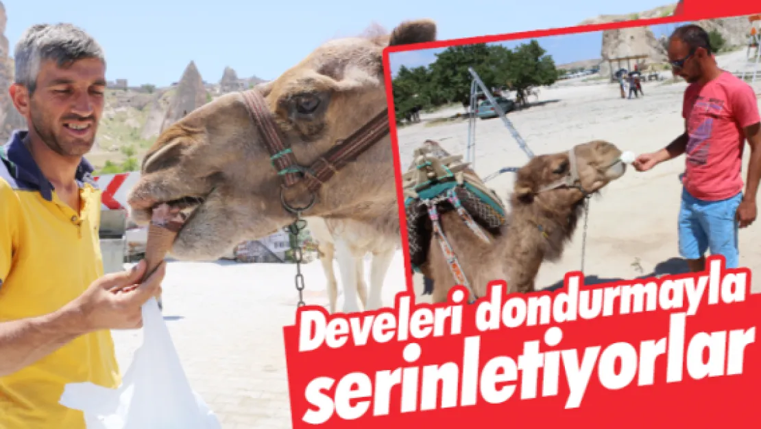 Develeri dondurmayla serinletiyorlar