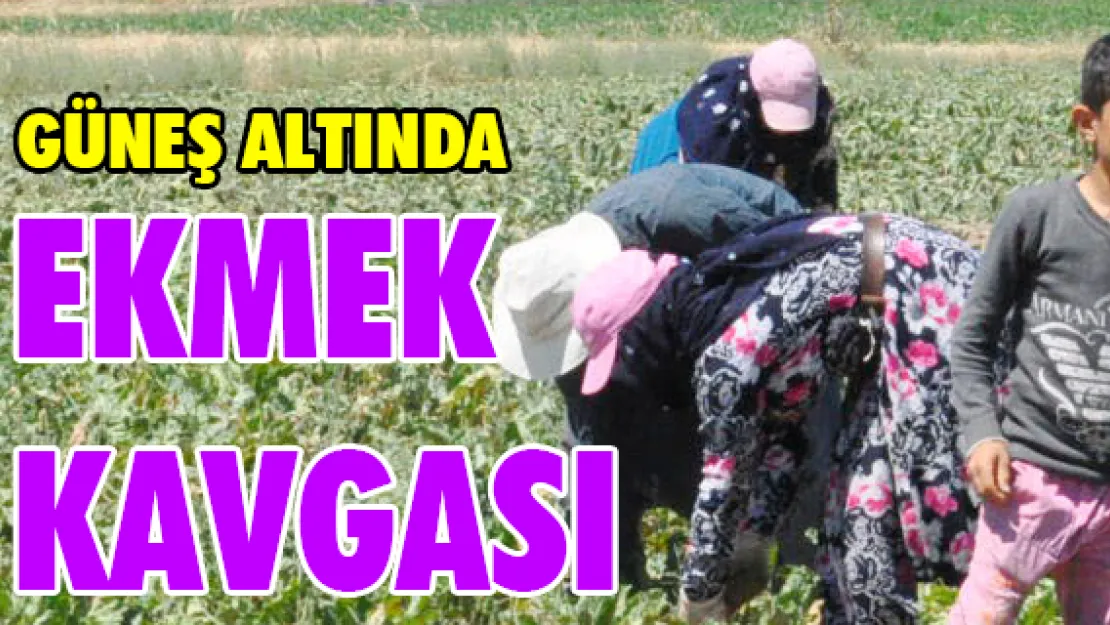 Güneş altında 'ekmek kavgası'