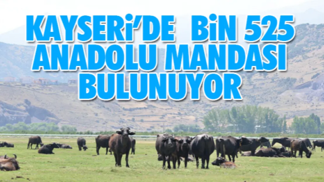 KAYSERi'DE  BiN 525 ANADOLU MANDASI BULUNUYOR