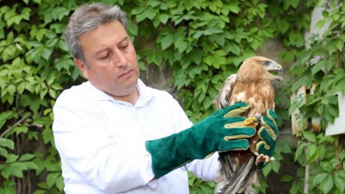 Yaralı atmaca tedavi altına alındı