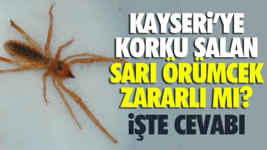 KAYSERi'YE KORKU SALAN SARI ÖRÜMCEK ZARARLI MI?