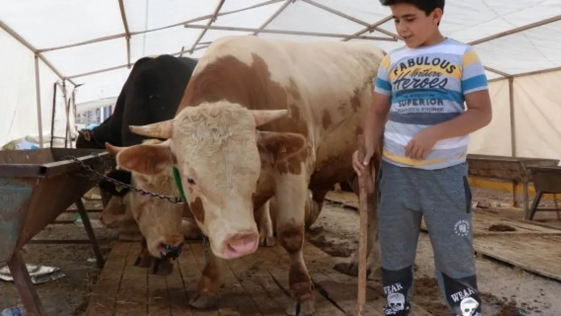 Kurban satıcıları hafta sonunu bekliyor