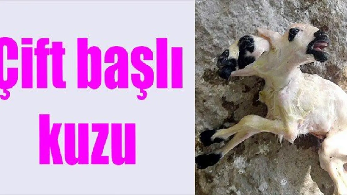 Çift başlı kuzu