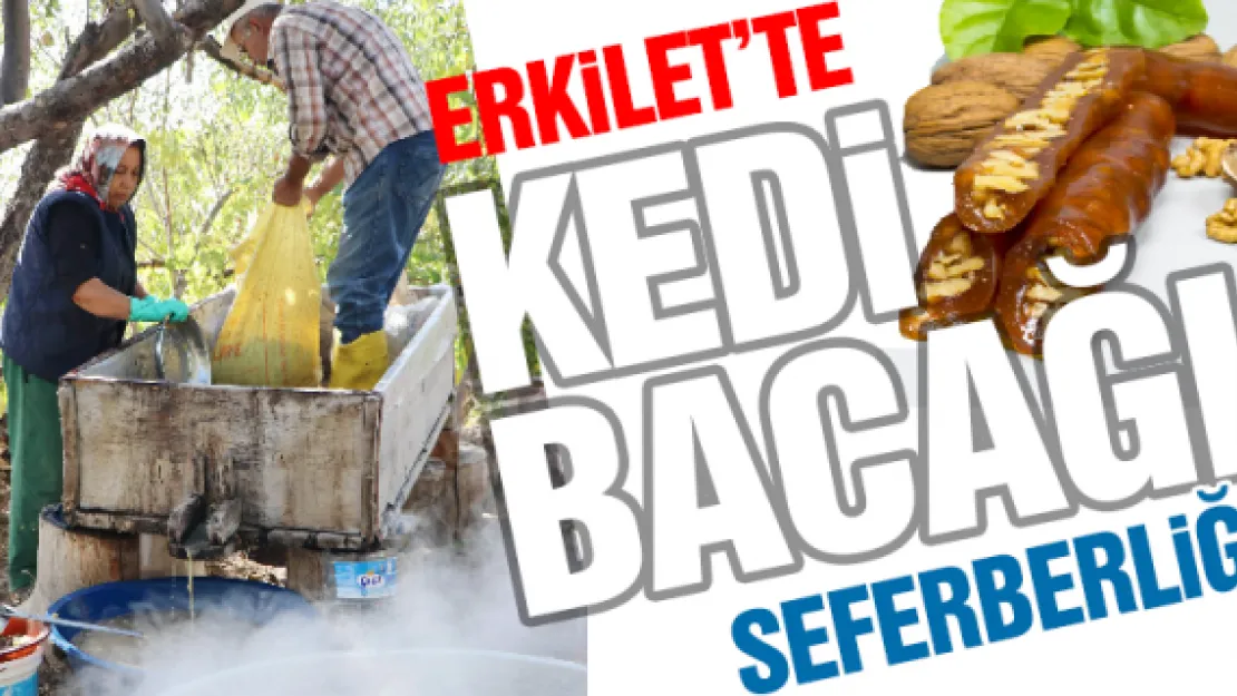 Erkilet'te 'Kedi Bacağı' seferberliği