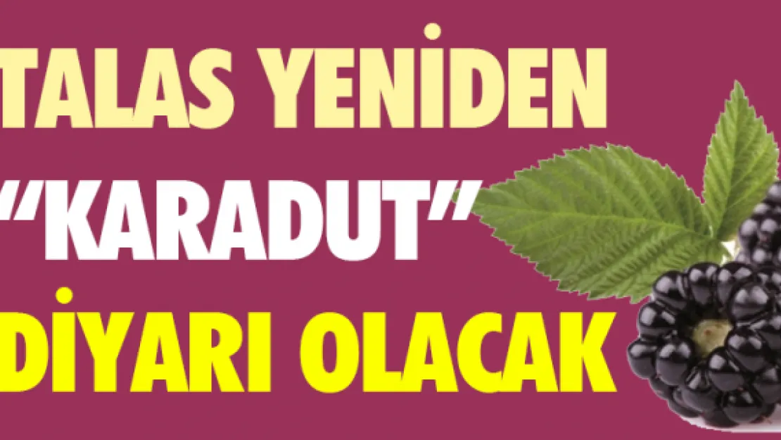 Talas yeniden 'karadut' diyarı olacak