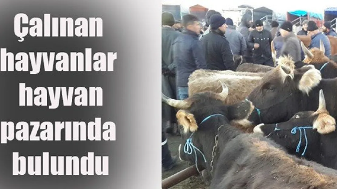 Arazide çalınan hayvanlar hayvan pazarında bulundu