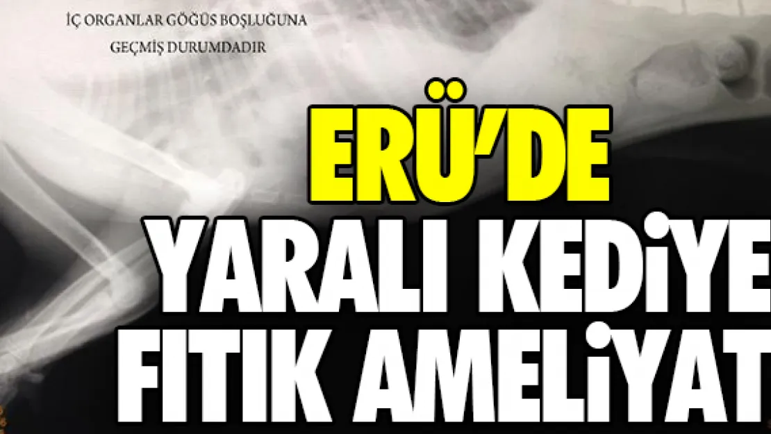 ERÜ'DE YARALI KEDiYE FITIK AMELiYATI