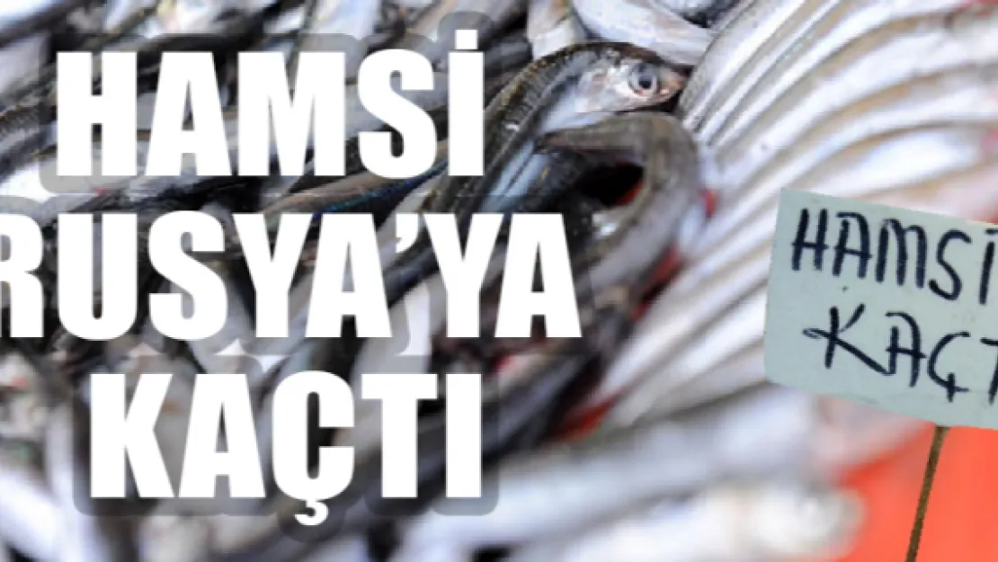 Hamsi Rusya'ya kaçtı, fiyatlar arttı