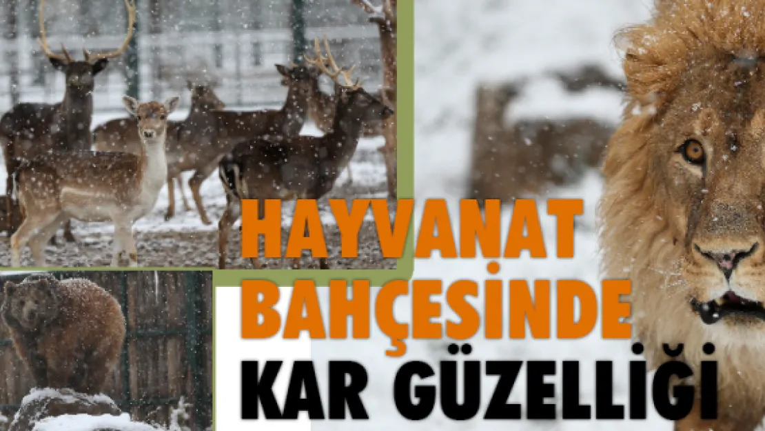 Hayvanat bahçesinde kar güzelliği