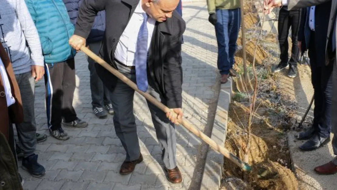 Yahyalı'da 'Ecdad Mirası Çınarlar' toprakla buluşuyor