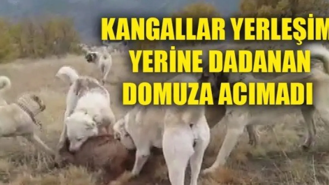 KANGALLAR YERLEŞİM YERİNE DADANAN DOMUZA ACIMADI