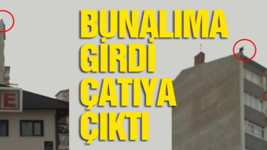 Bunalıma girdi çatıya çıktı