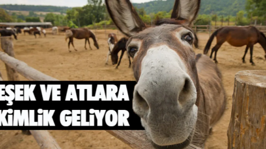 Eşek ve atlara kimlik geliyor