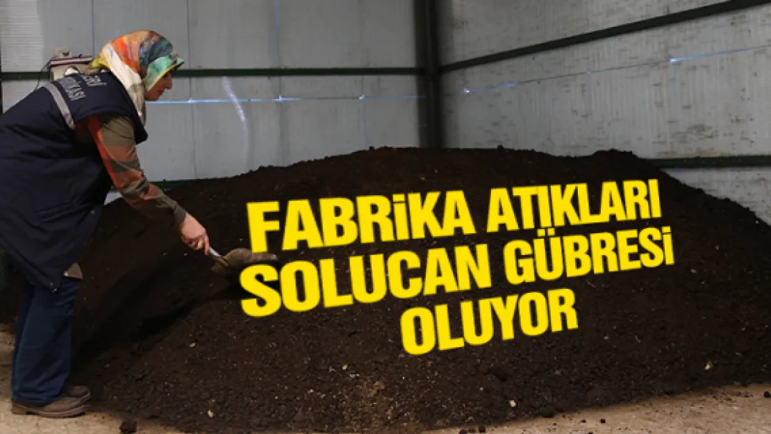 Fabrika atıkları solucan gübresi oluyor