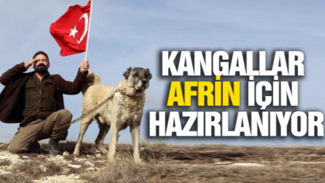 Kangallar Afrin için hazırlanıyor