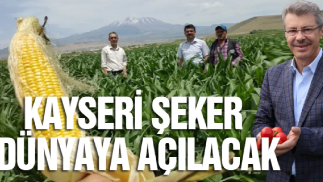 KAYSERİ ŞEKER DÜNYAYA AÇILACAK