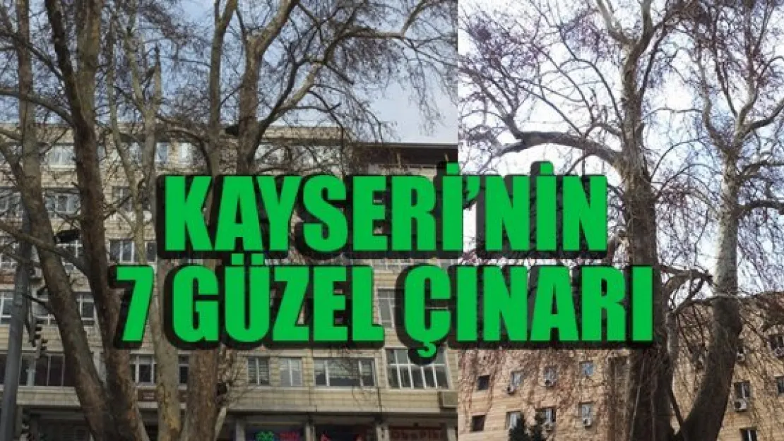 KAYSERİ'NİN 7 GÜZEL ÇINARI