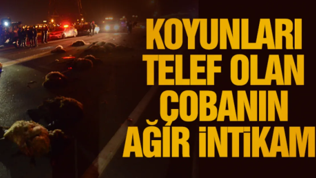 KOYUNLARI TELEF OLAN ÇOBANIN AĞIR iNTiKAMI